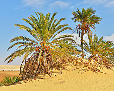 椰枣,利比亚沙漠,撒哈拉沙漠,埃及,非洲