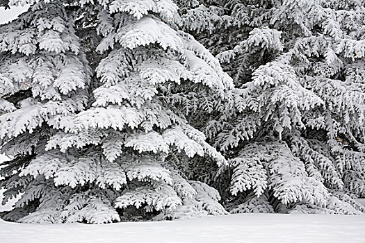 积雪,常青树,卡尔加里,艾伯塔省,加拿大