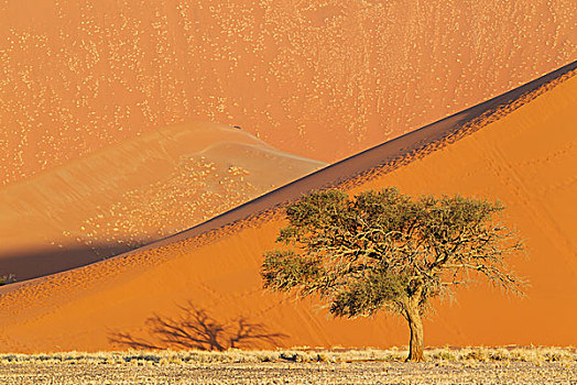 骆驼,刺,树,刺槐,沙丘,晚上,纳米布沙漠,纳米比诺克陆夫国家公园,纳米比亚,非洲