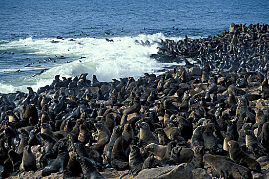 非洲,纳米比亚,克罗斯角,海豹,自然保护区,拥挤,生物群,南方,毛皮