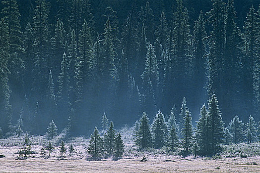 树,树林,冰原大道,班芙国家公园,艾伯塔省,加拿大