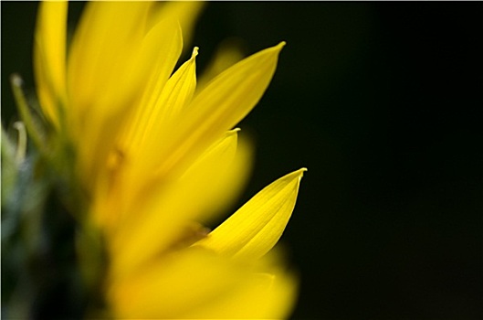 黄色,向日葵,花瓣,深绿,背景