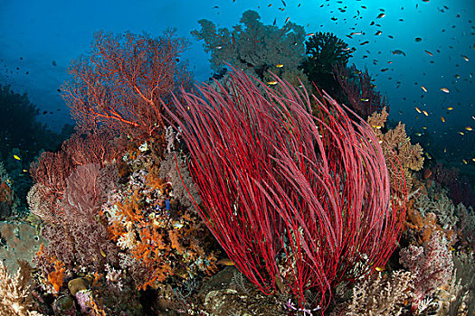 海洋,鞭子,柳珊瑚目海扇