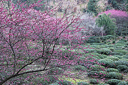 安徽,休宁,金佛山,梅花,梅园,红梅,樱花,民居