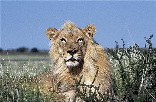 狮子,雄性,哺乳动物,南非,动物