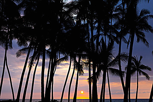 剪影,棕榈树,海岸线,日落,夏威夷大岛,夏威夷,美国