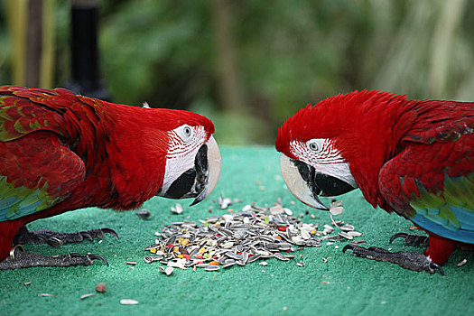 新加坡动物园鹦鹉吃瓜子