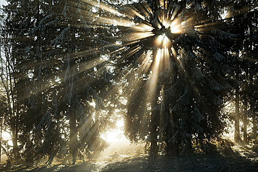太阳光线,云杉,树林,冬天,巴登符腾堡,德国,欧洲