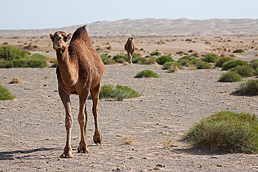 单峰骆驼,荒芜,盐,省,伊朗,亚洲