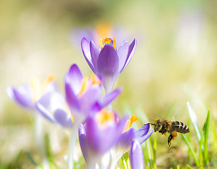 飞,蜜蜂,授粉,紫色,藏红花,花