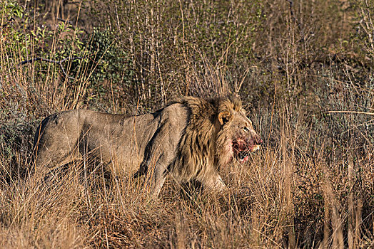 狮子,雄性,血,嘴,跑,禁猎区,林波波河,南非,非洲