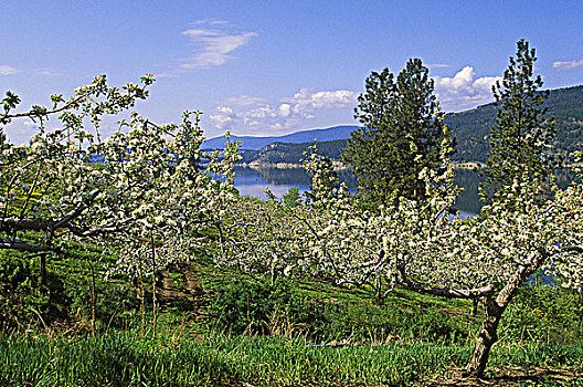 苹果园,开花,木,湖,不列颠哥伦比亚省,加拿大