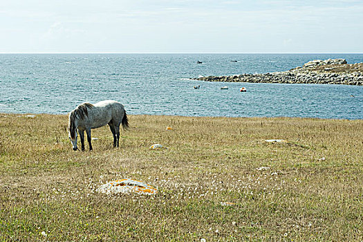 马,放牧,地点,海洋,背景