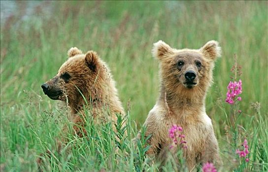 棕熊,草丛,卡特麦国家公园,阿拉斯加,夏天