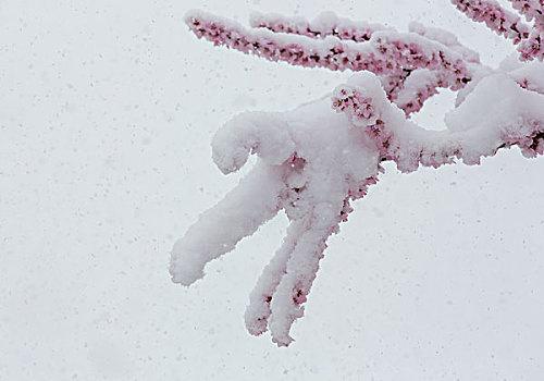 飞雪迎春到