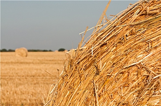 干草堆,小麦