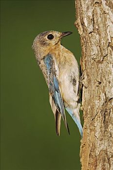 东部知更鸟,雌性,树上,瑞欧格兰山谷,南,德克萨斯,美国