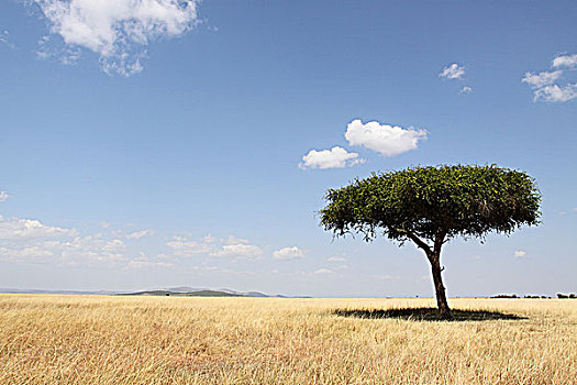 肯尼亚马赛马拉非洲大草原-蓝天白云合欢树