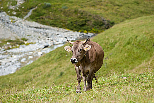 母牛,高山,山谷,瑞士,欧洲