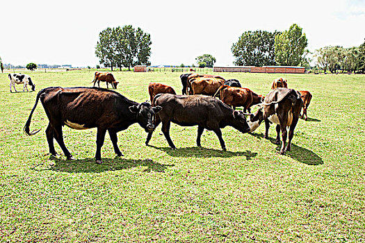 母牛,放牧,土地
