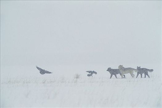 大灰狼,狼,群,大乌鸦,渡鸦,玩,雪地,国家麋鹿保护区,怀俄明