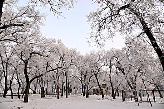 雪后大庆城市森林景色美