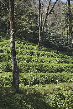 阿拉伯咖啡,咖啡种植园,山,清莱,省,北方,泰国