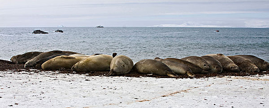 南设得兰群岛,南极,休息,海象,半圆