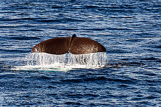 尾鳍,抹香鲸,韦斯特阿伦,挪威,欧洲