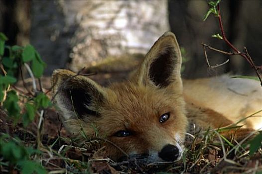 红狐,睡觉,林中地面