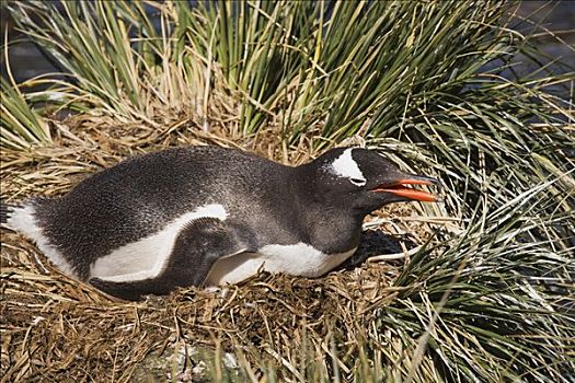 巴布亚企鹅,巢穴,南乔治亚,金港,南极