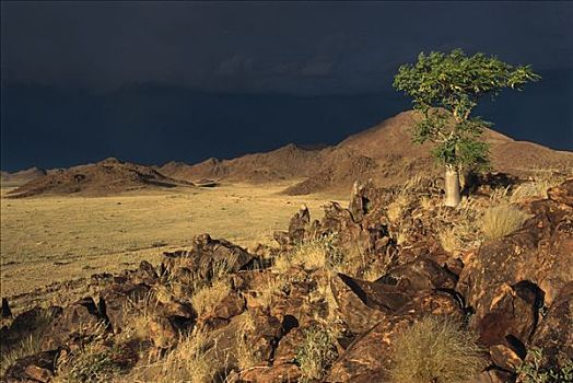 幻象,树,荒芜,风暴,纳米比诺克陆夫国家公园,纳米比亚