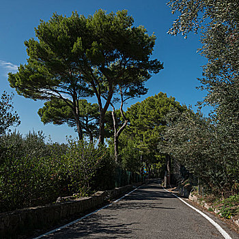 树,道路,卡普里岛,坎帕尼亚区,意大利
