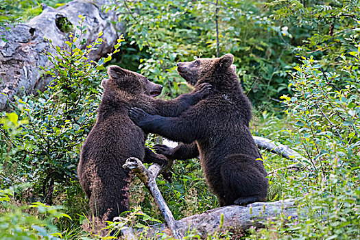 欧洲,棕熊,幼兽,争斗,巴伐利亚,德国