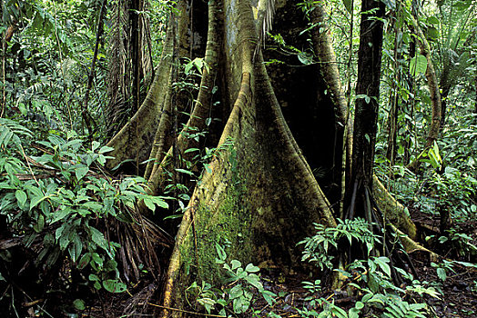 厄瓜多尔,亚马逊盆地,雨林,棕榈树,根部