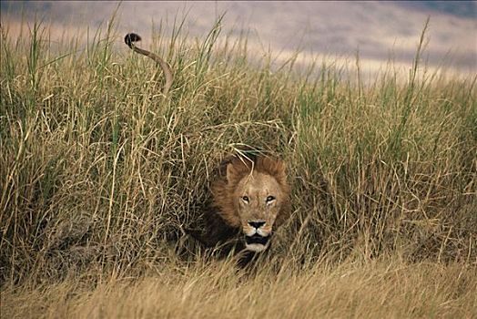 非洲狮,狮子,出现,高草,塞伦盖蒂国家公园,坦桑尼亚
