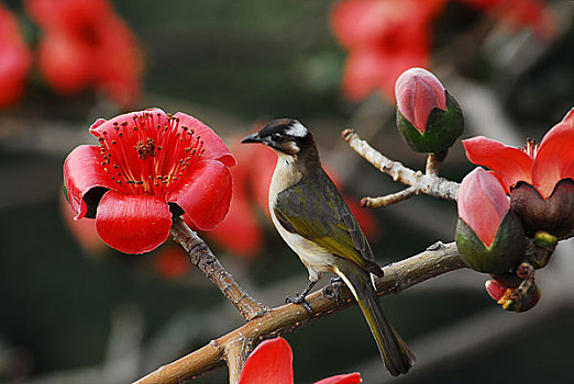 广州市花红棉花