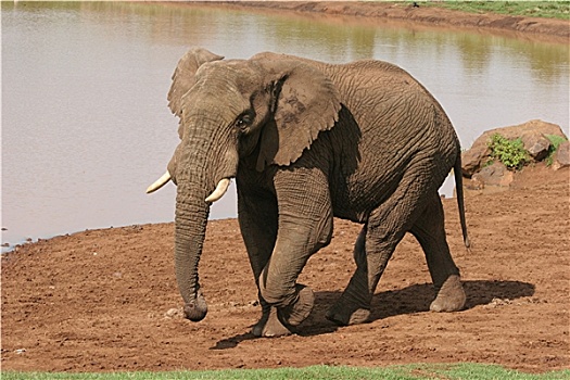 大象,肯尼亚
