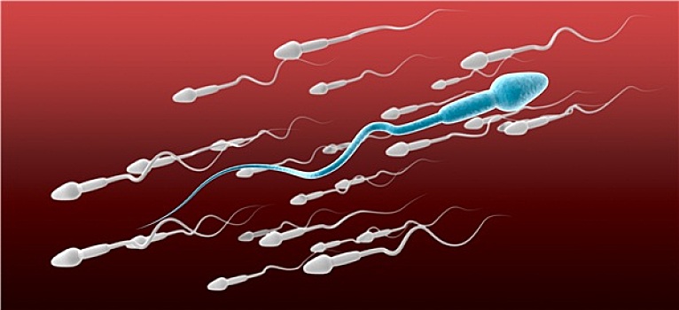 精子,细胞,男性