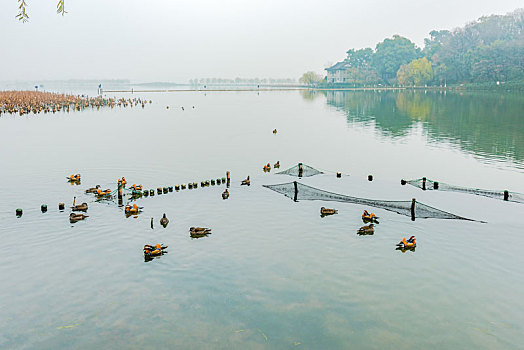 杭州西里湖秋景鸳鸯戏水