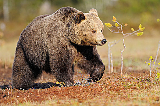 棕熊,走,芬兰