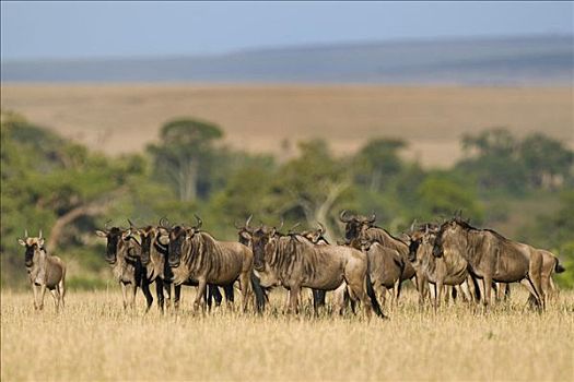 牧群,蓝色,角马,马赛马拉国家保护区,肯尼亚,东非