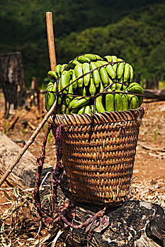 编织物,篮子,满,香蕉,老挝