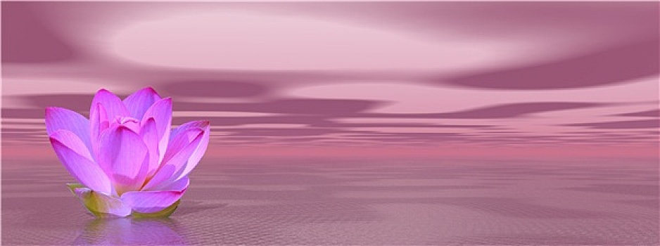 百合,花,紫罗兰,海洋
