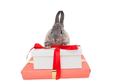 小兔,坐,后面,粉色,礼盒