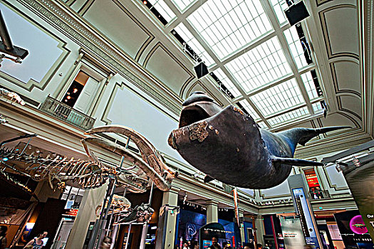 华盛顿国家自然历史博物馆