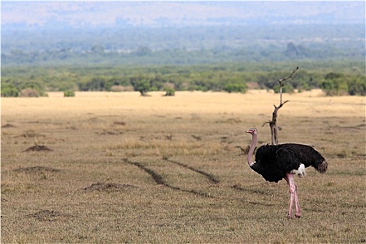 鸵鸟,马赛马拉,自然保护区,肯尼亚,非洲