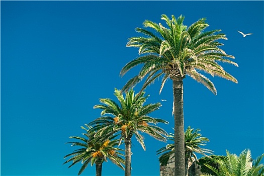 棕榈树,上方,蓝天