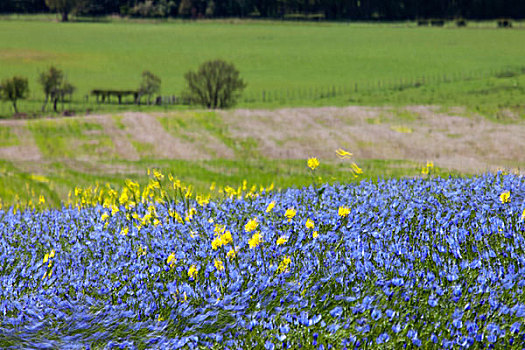 蓝色,黄色,野花,诺森伯兰郡,英格兰