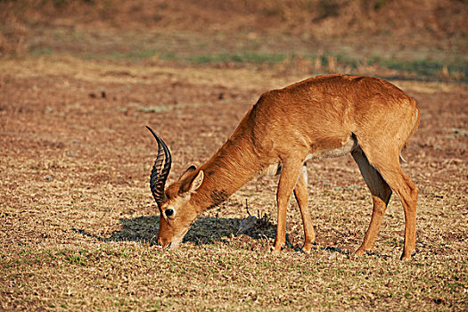 放牧,南卢安瓜国家公园,赞比亚